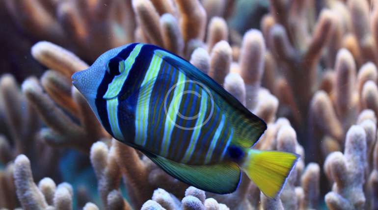 We can help you keep that perfect reef tank!