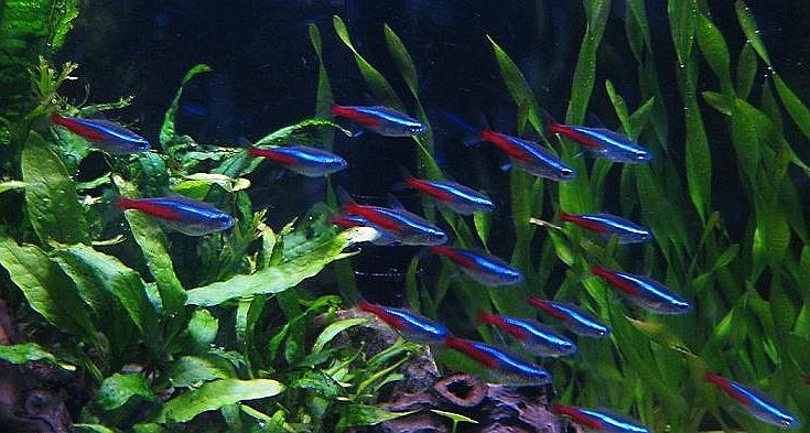 School-Of-Neons-Las-vegas-aquariums-local-fish-store