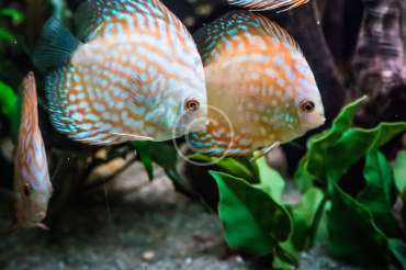 Looking for aquarium specialists?