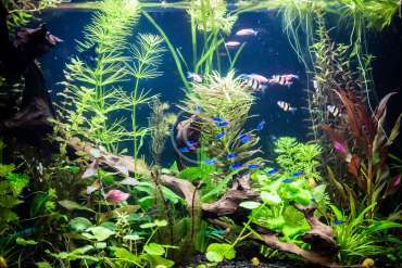 Aquarium Aquascape Design Ideas