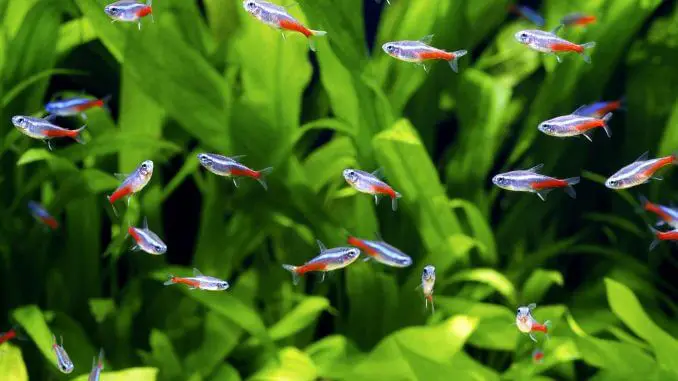 Neon Tetra Freshwater Fish Care Guide